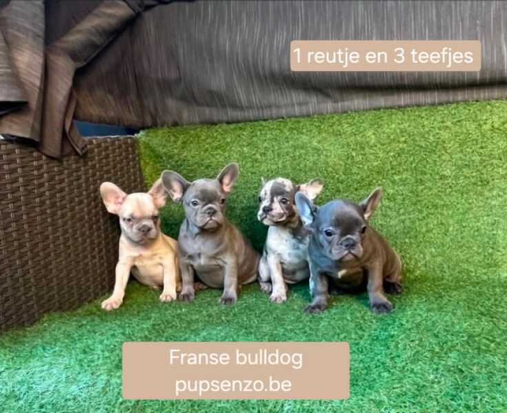 Franse bulldog nestje 