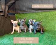 Franse bulldog nestje 
