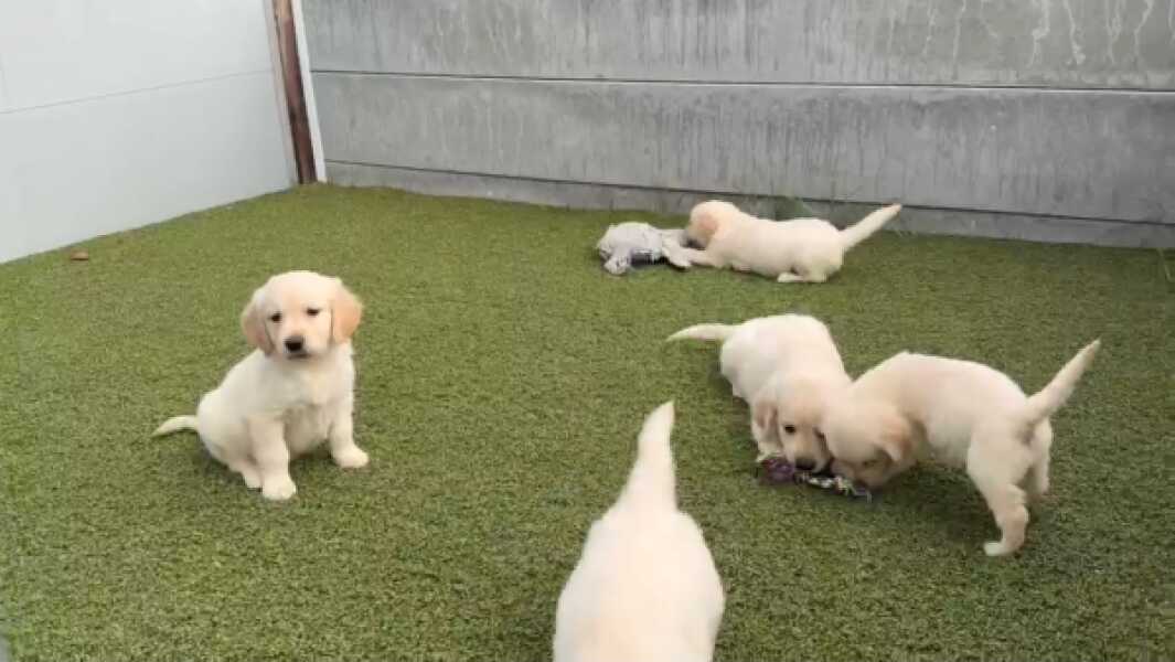 Golden retriever nestje 