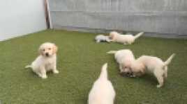 Golden retriever nestje 