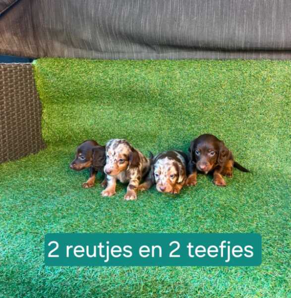 Teckel nestje 