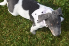 Jack Russel (reu) 95860
