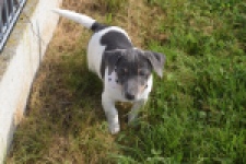 Jack Russel (reu) 95860