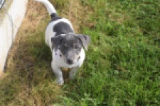 Jack Russel (reu) 95860