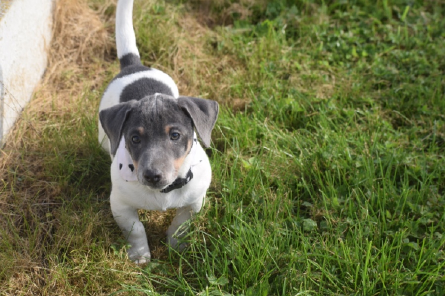 Jack Russel (reu) 95860