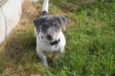 Jack Russel (reu) 95860