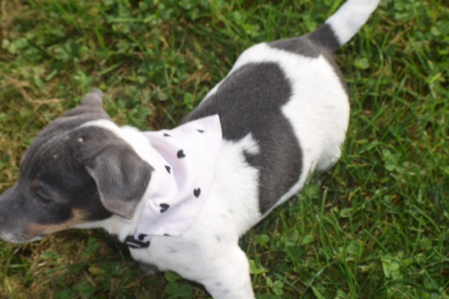 Jack Russel (reu) 95860