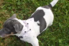 Jack Russel (reu) 95860