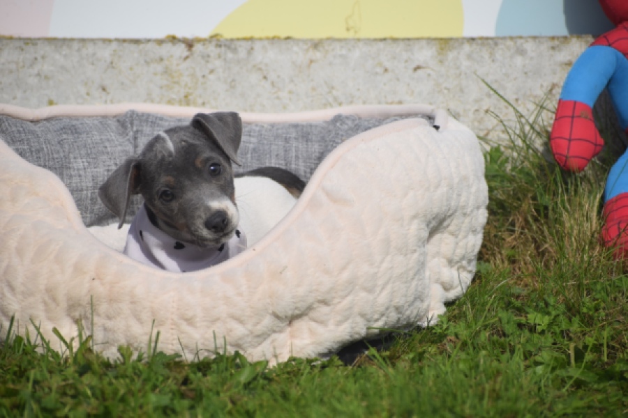 Jack Russel (teef) 95855