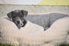Jack Russel (teef) 95855