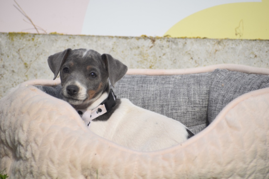 Jack Russel (teef) 95855