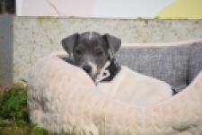Jack Russel (teef) 95855