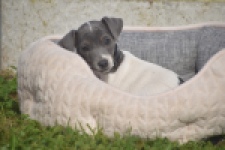 Jack Russel (teef) 95855