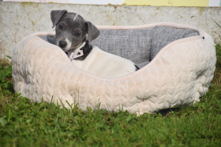 Jack Russel (teef) 95855