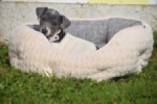 Jack Russel (teef) 95855