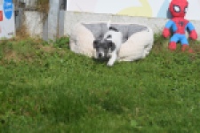 Jack Russel (teef) 95855
