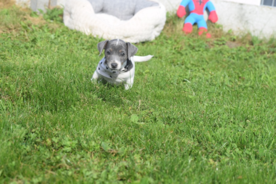 Jack Russel (teef) 95855