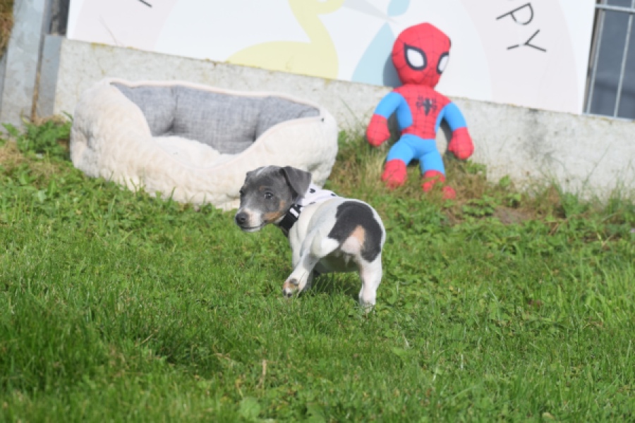 Jack Russel (teef) 95855
