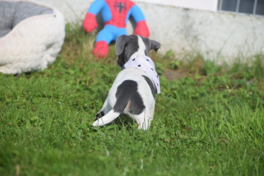 Jack Russel (teef) 95855