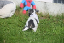 Jack Russel (teef) 95855