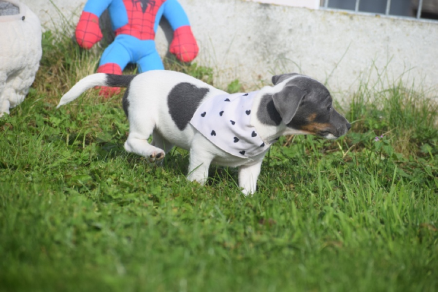 Jack Russel (teef) 95855