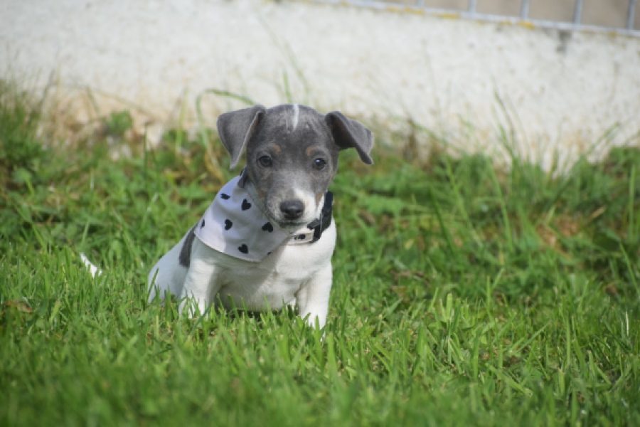Jack Russel (teef) 95855