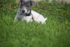 Jack Russel (teef) 95855