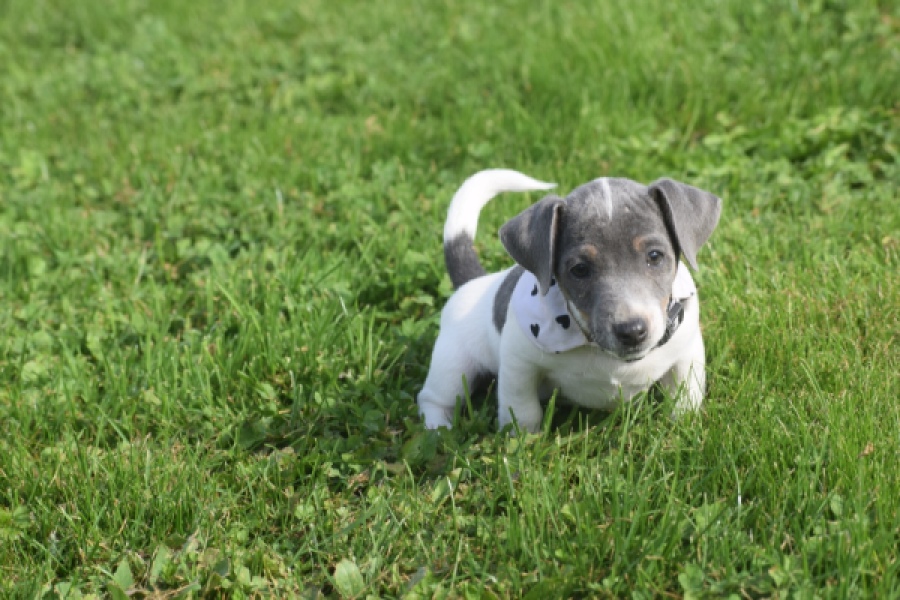 Jack Russel (teef) 95855