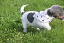 Jack Russel (teef) 95855