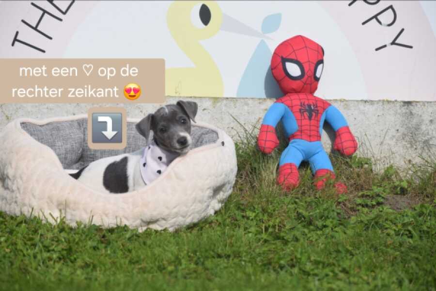 Jack Russel (teef) 95855
