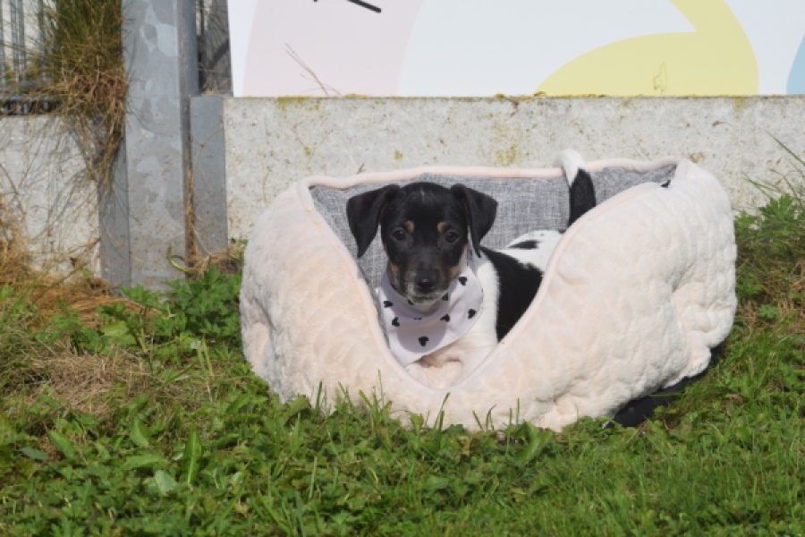 Jack Russel (teef) 95851