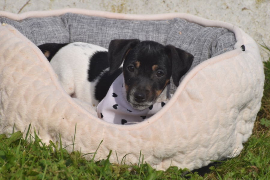 Jack Russel (teef) 95851