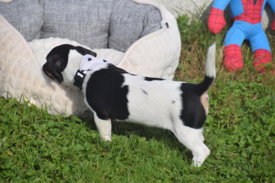 Jack Russel (teef) 95851