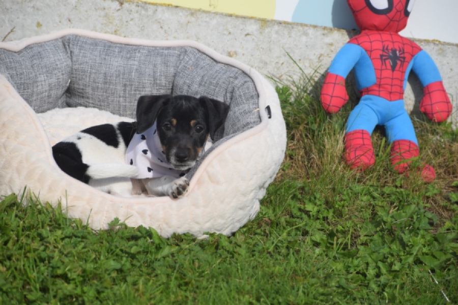 Jack Russel (teef) 95851