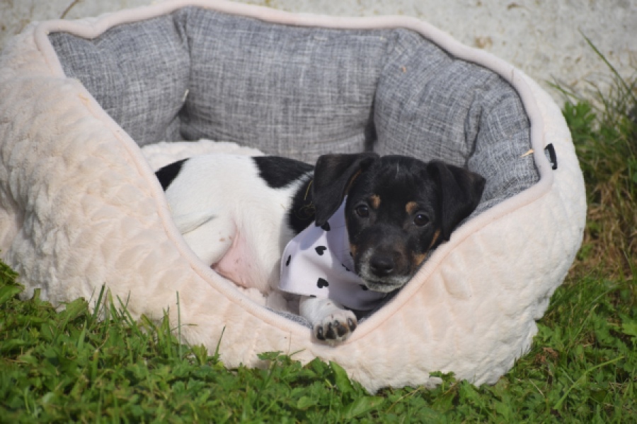Jack Russel (teef) 95851
