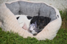 Jack Russel (teef) 95851