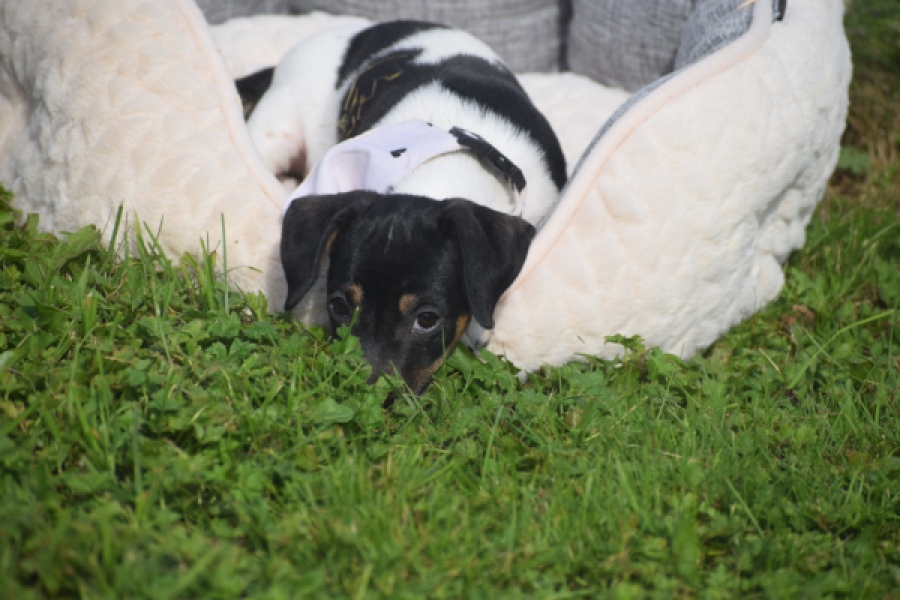 Jack Russel (teef) 95851