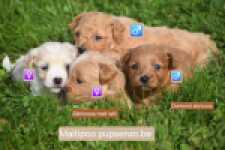 Maltipoo nestje 