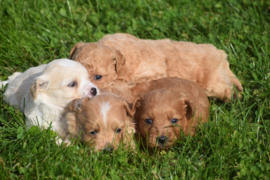 Maltipoo nestje 