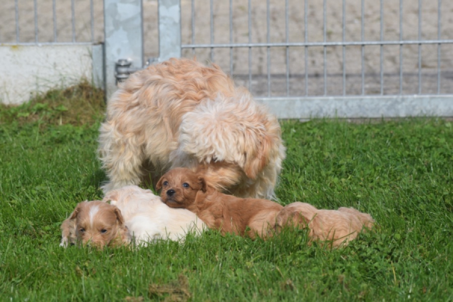 Maltipoo nestje 