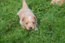 Maltipoo nestje 