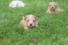 Maltipoo nestje 