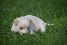 Maltipoo nestje 