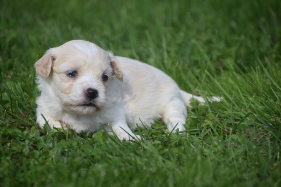 Maltipoo nestje 