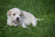Maltipoo nestje 