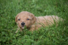 Maltipoo nestje 