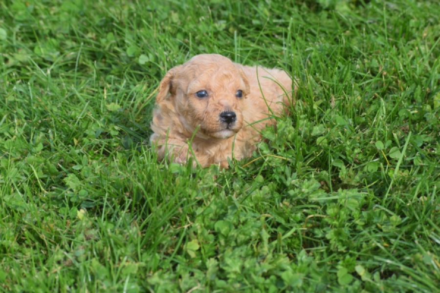 Maltipoo nestje 