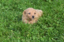Maltipoo nestje 