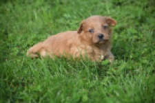 Maltipoo nestje 