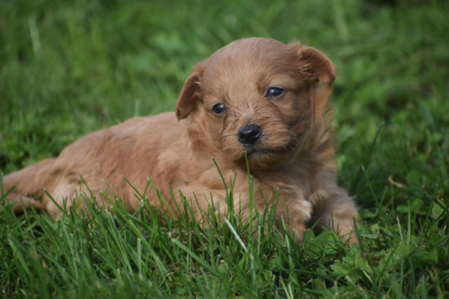 Maltipoo nestje 